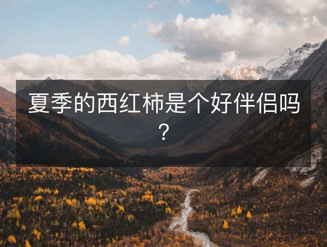 夏季的西红柿是个好伴侣吗？